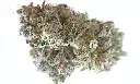 White Cherry Serbet.webp