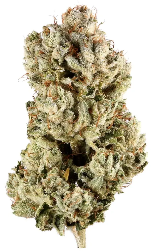 Gorilla Glue.webp
