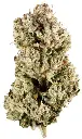 Gorilla Glue.webp