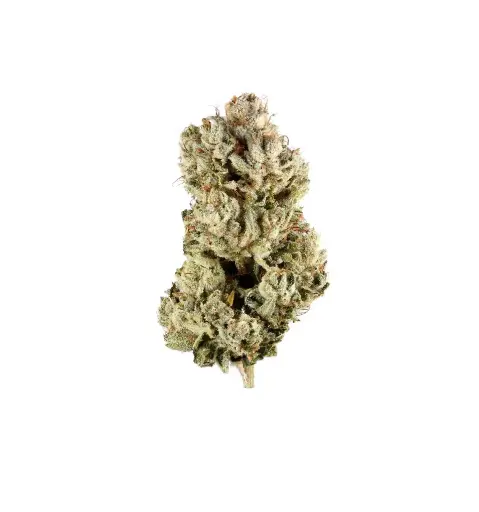 Gorilla Glue
